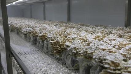 瓜果梨桃加入“果菌王”培養大賽，食用菌研發迎來水果味革命？